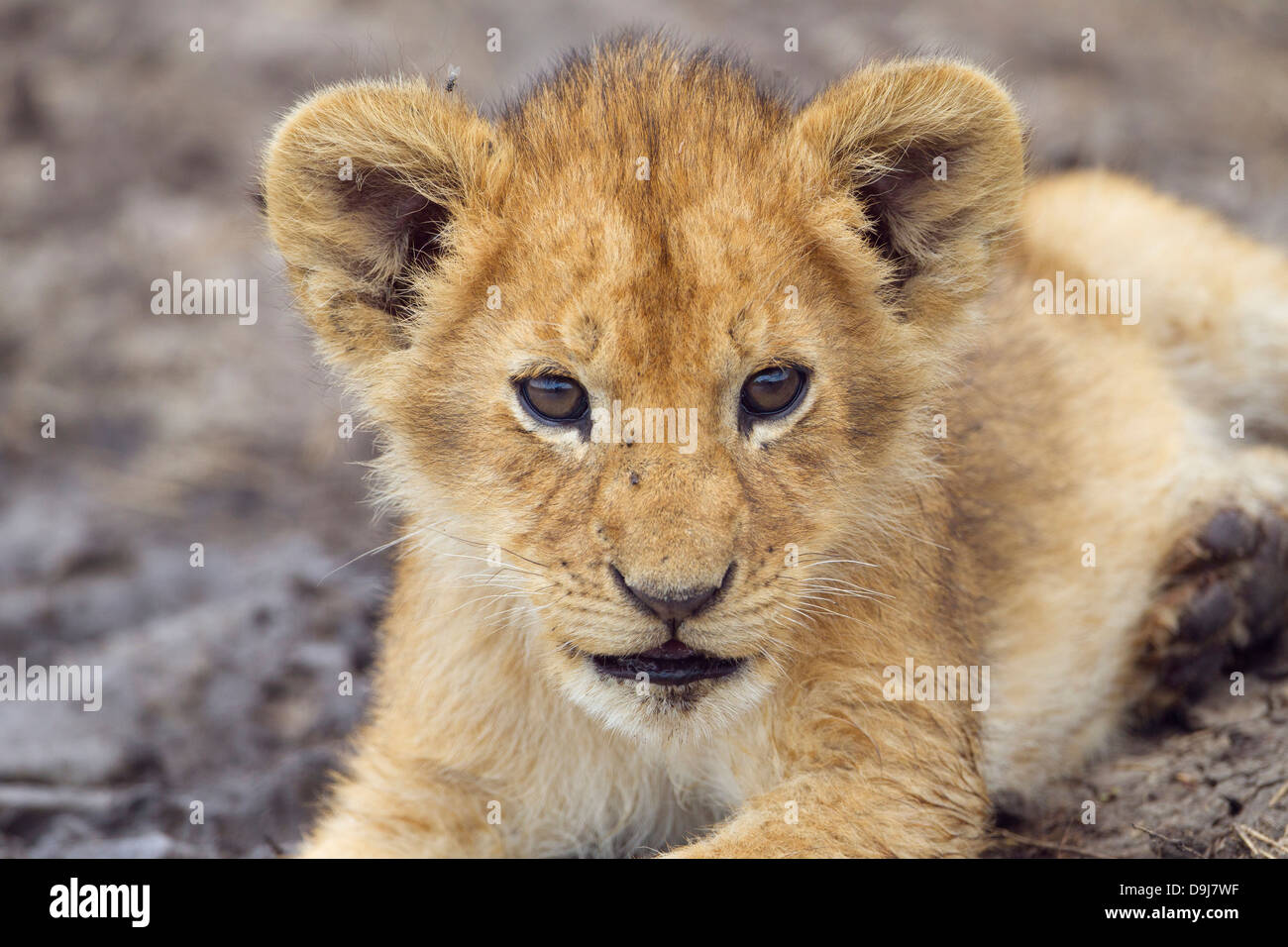 Lion cub close-up, Masai Mara, Kenya Banque D'Images