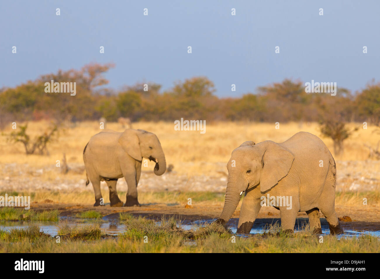 Bush de l'Afrique, l'éléphant, l'Éléphant de savane africaine Afrikanischer Elefant, Loxodonta africana Banque D'Images