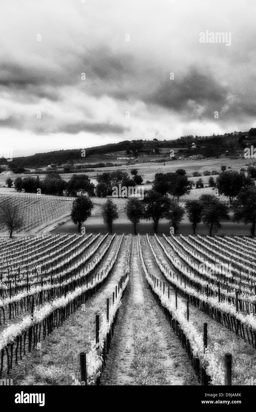 Paysage italien en noir et blanc. Vignobles en Toscane, Italie. Banque D'Images