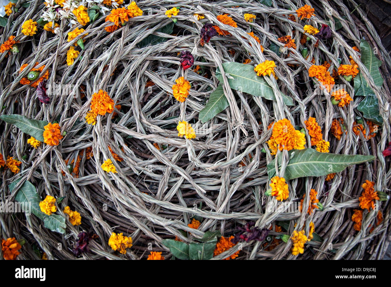 Des fleurs. Varanasi, Benares, Uttar Pradesh, Inde Banque D'Images