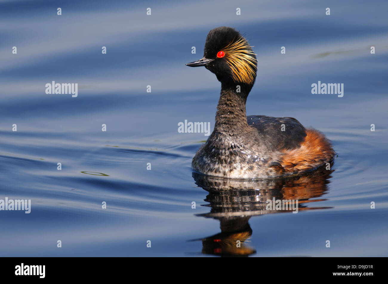 Grèbe à cou noir Podiceps nigricollis, Schwarzhalstaucher, Banque D'Images