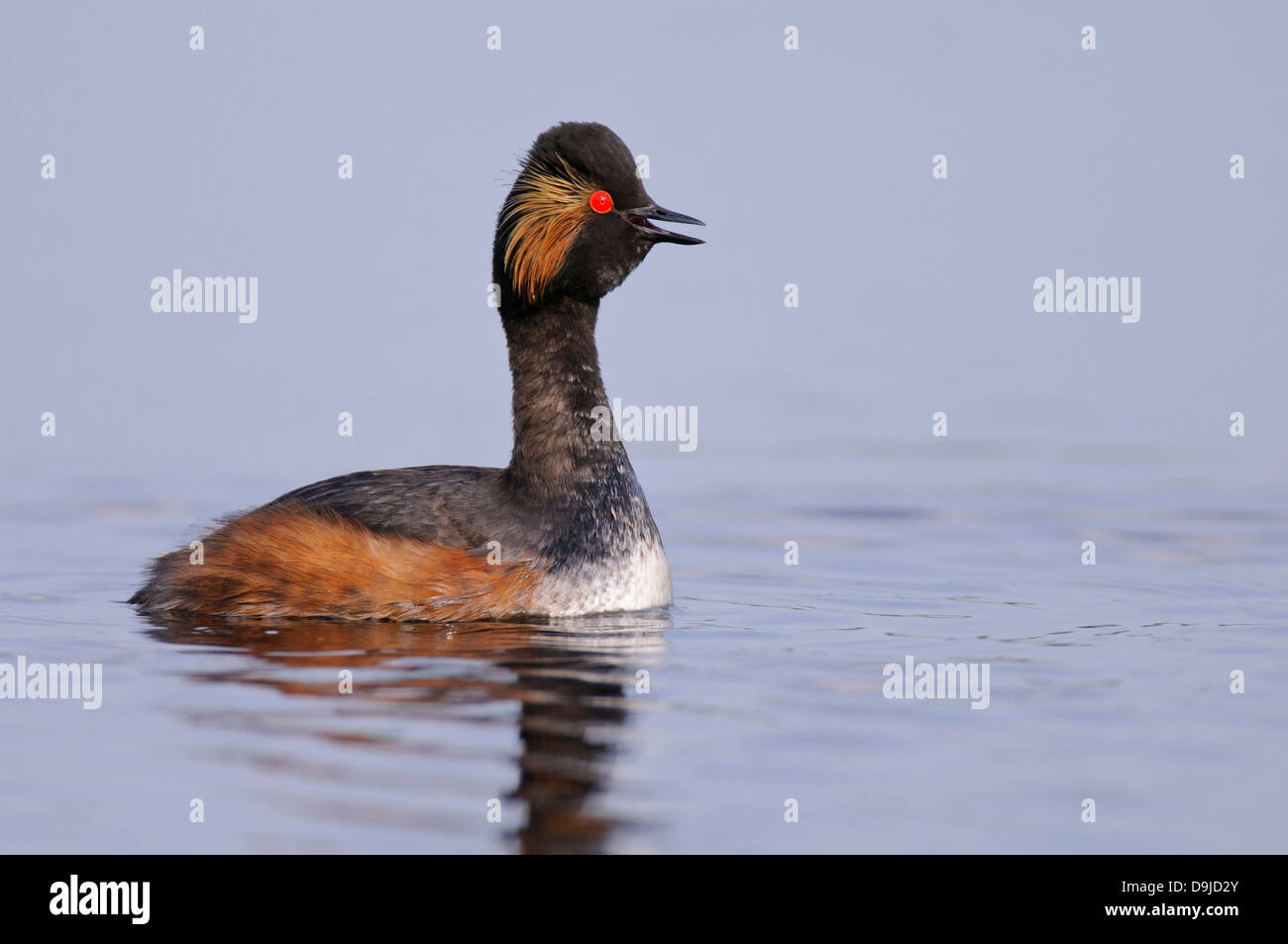 Grèbe à cou noir Podiceps nigricollis, Schwarzhalstaucher, Banque D'Images