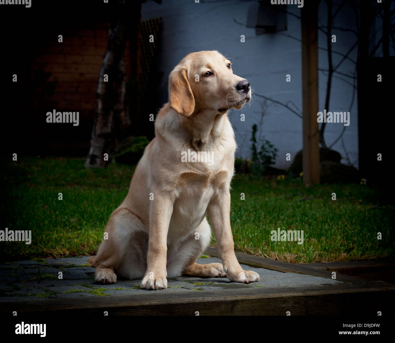 Portrait de Yellow Labrador Retriever. Jeune chien-guide dans la formation. Banque D'Images