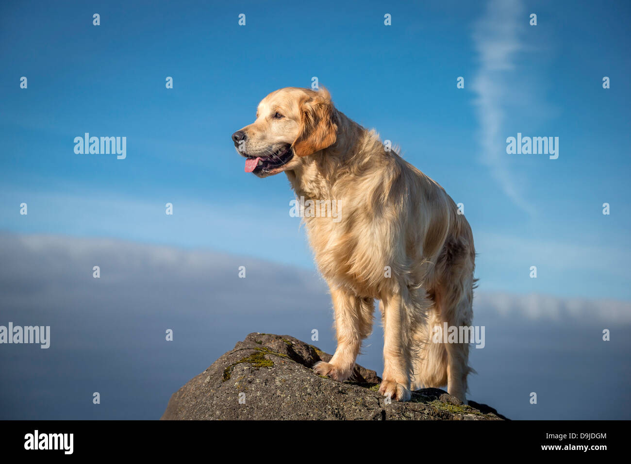 Portrait de jeune Golden Retriever. Jeune chien-guide dans la formation. Banque D'Images