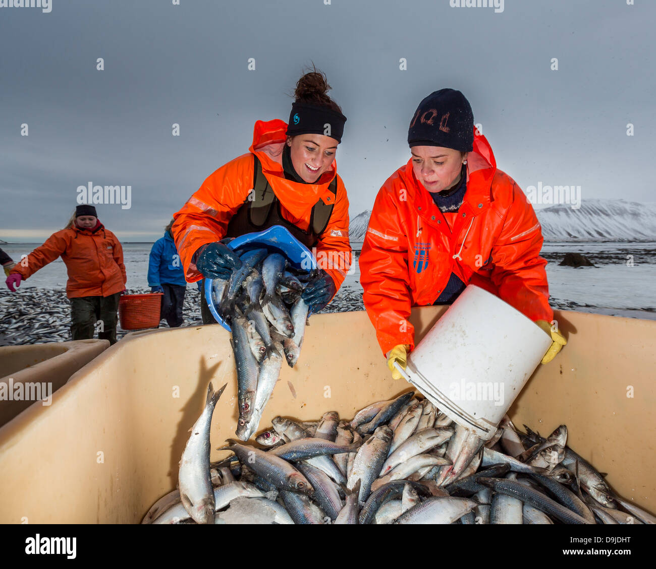 Hareng mort. Nettoyage des tonnes de hareng qui meurt n le fjord. Kolgrafarfjordur, Péninsule de Snæfellsnes, l'Islande. Banque D'Images