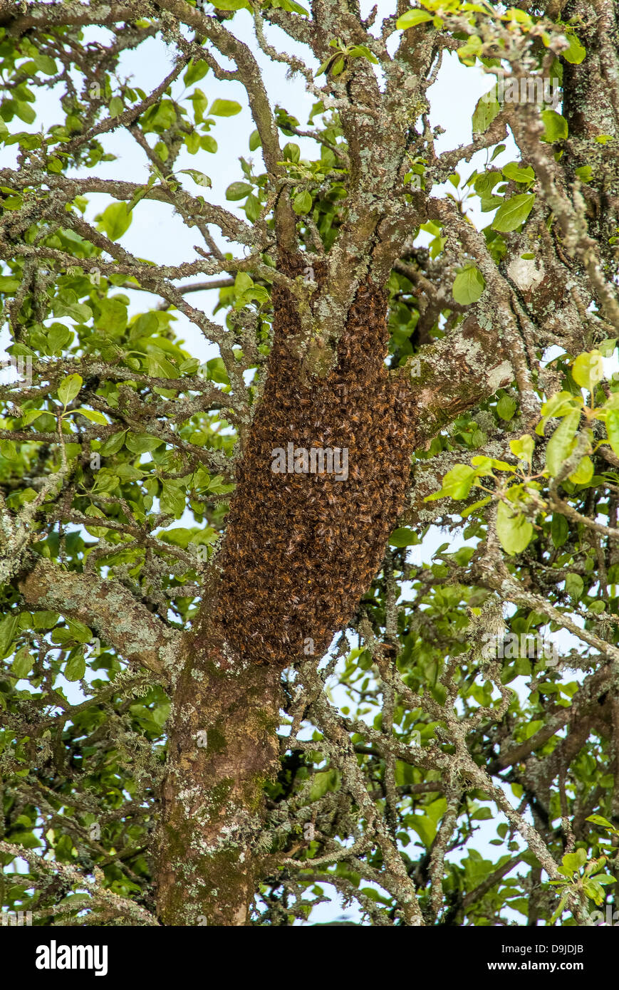 Un essaim d'abeilles dans un pommier avant le déplacement par le apiculteur. Modbury, Devon. ROYAUME-UNI Banque D'Images