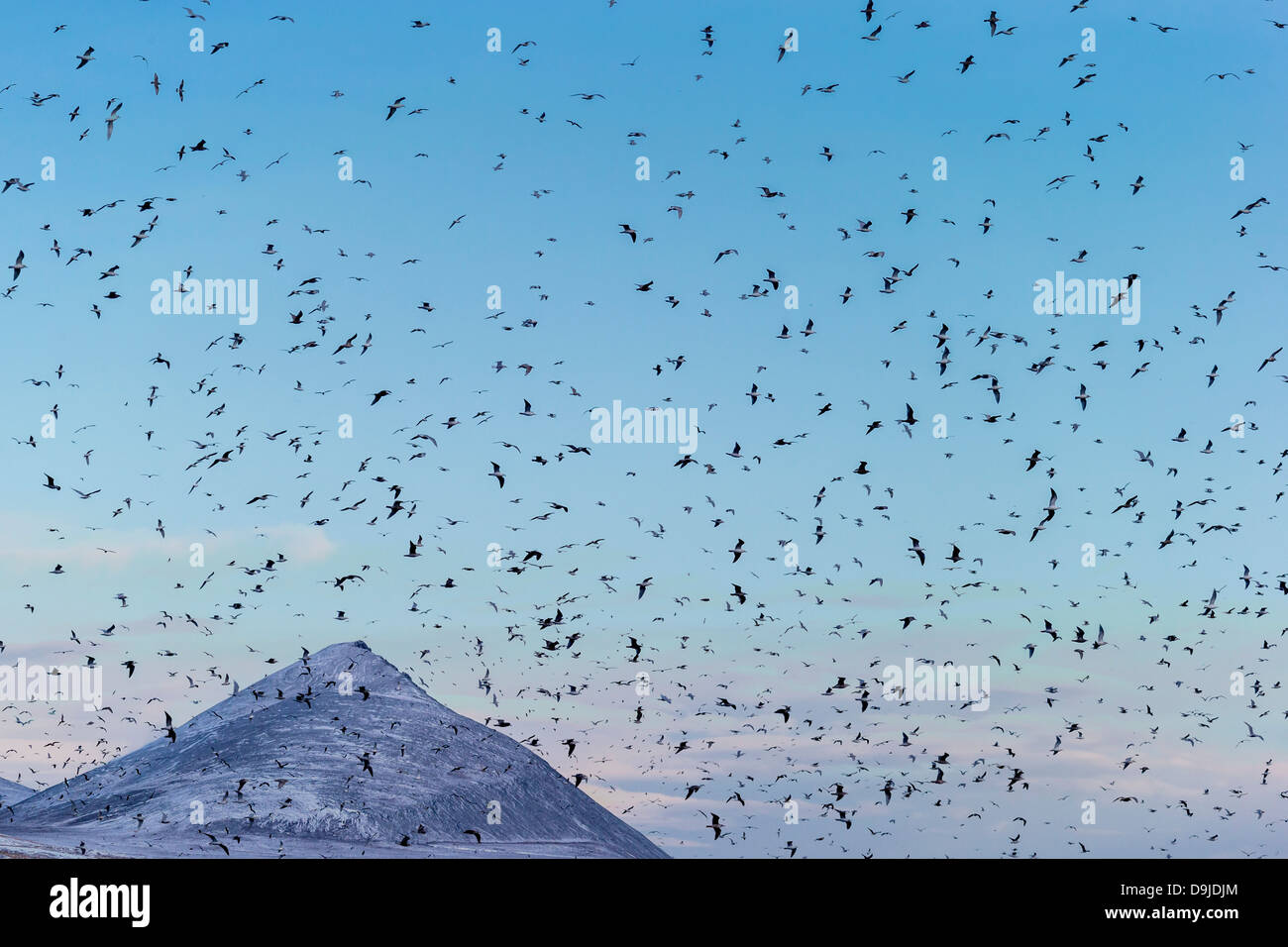 Troupeau de mouettes à tête noire (Chroicocephalus ridibundus) Hiver, Kolgrafarfjordur, Péninsule de Snæfellsnes, l'Islande Banque D'Images