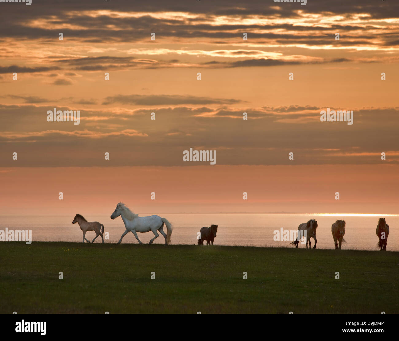 Chevaux Islandais sous le soleil de minuit, l'Islande. Banque D'Images