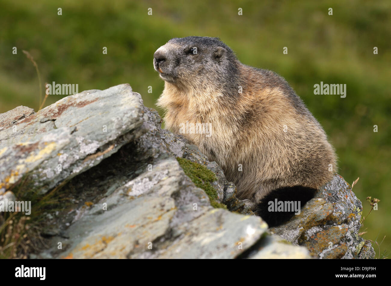 Murmeltier, Marmotte alpine, Marmota marmota Banque D'Images