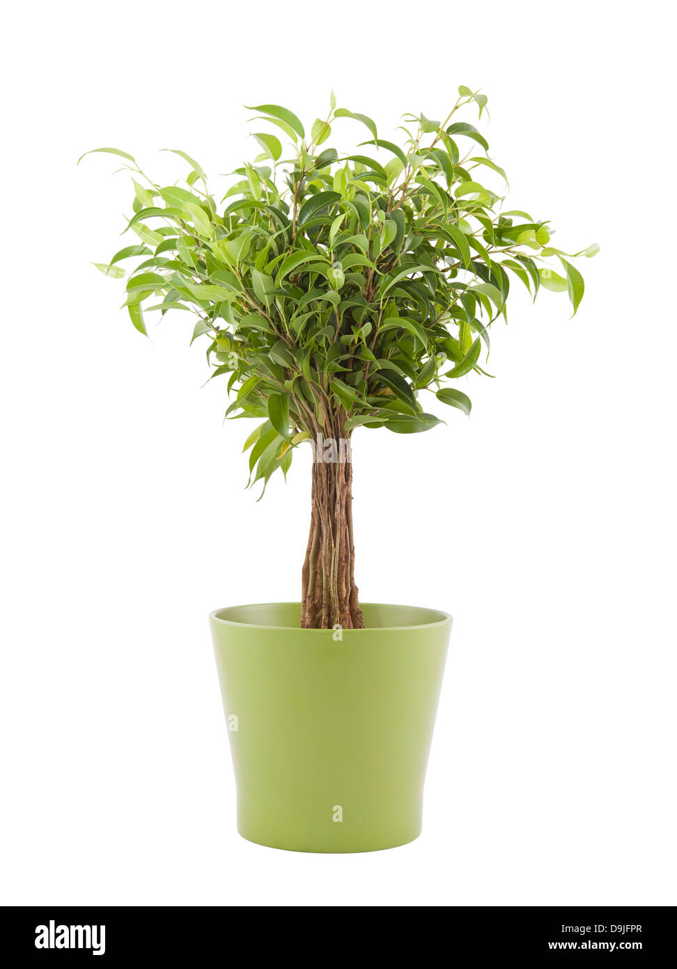 Ficus Benjamin en vert pot with clipping path Banque D'Images