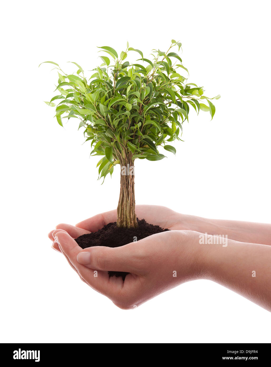Hands holding green tree isolated on white Banque D'Images