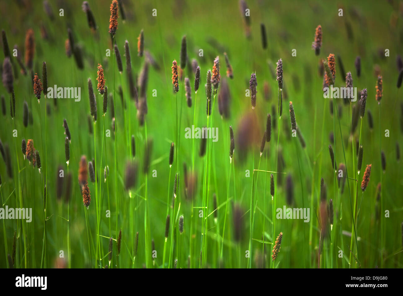 L'herbe de prairie sauvage sur l'île de Waterford (ou peu) dans l'île de la rivière Suir, comté de Waterford, Irlande Banque D'Images