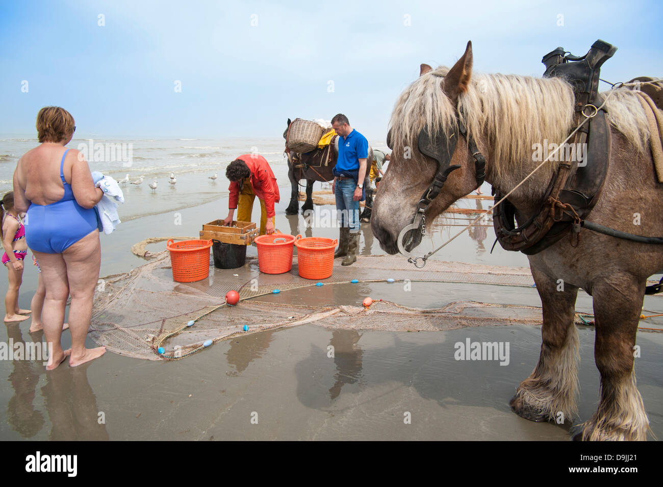 Les crevettiers et de chevaux (Equus caballus) avec la pêche des crevettes filet le long de la côte de la mer du Nord, Oostduinkerke, Belgique Banque D'Images