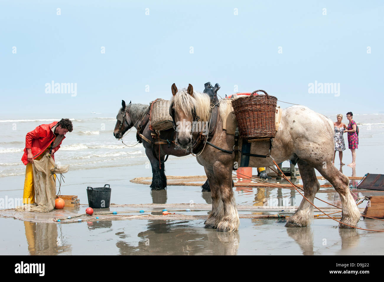 Les crevettiers et de chevaux (Equus caballus) avec la pêche des crevettes filet le long de la côte de la mer du Nord, Oostduinkerke, Belgique Banque D'Images