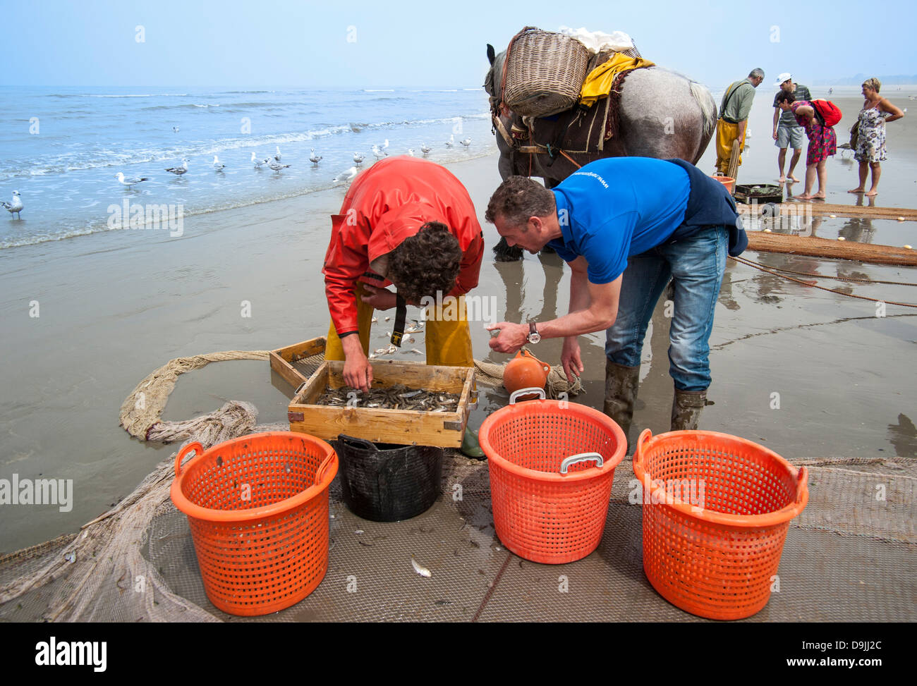 Sélection de crevettes Crevettes avec tamis sur la plage après la pêche avec chevaux de trait le long de la côte de la mer du Nord, Oostduinkerke, Belgique Banque D'Images
