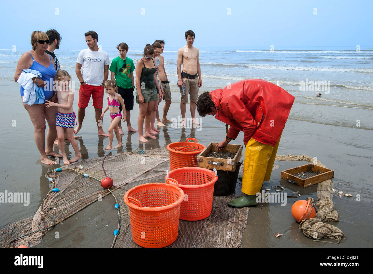 Shrimper sélection avec les crevettes sur la grille après la pêche de plage avec chevaux de trait le long de la côte de la mer du Nord, Oostduinkerke, Belgique Banque D'Images
