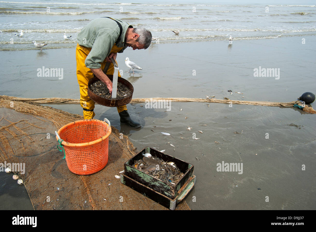 Shrimper sélection avec les crevettes sur la grille après la pêche de plage avec chevaux de trait le long de la côte de la mer du Nord, Oostduinkerke, Belgique Banque D'Images