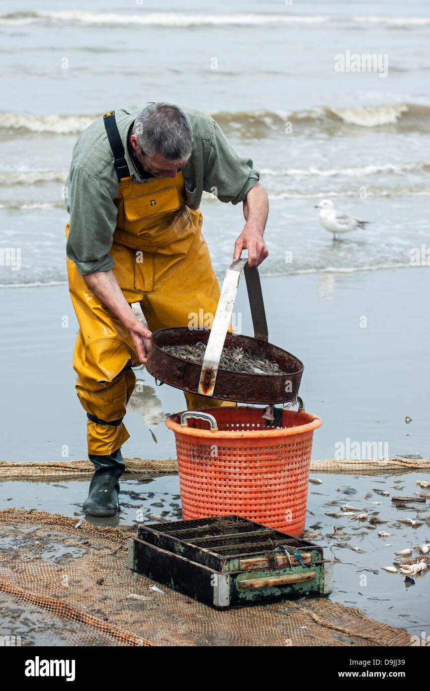 Shrimper sélection avec les crevettes sur la grille après la pêche de plage avec chevaux de trait le long de la côte de la mer du Nord, Oostduinkerke, Belgique Banque D'Images