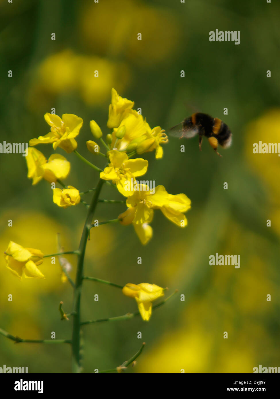 Buff-queue, bourdon Bombus terrestris, UK 2013 Banque D'Images