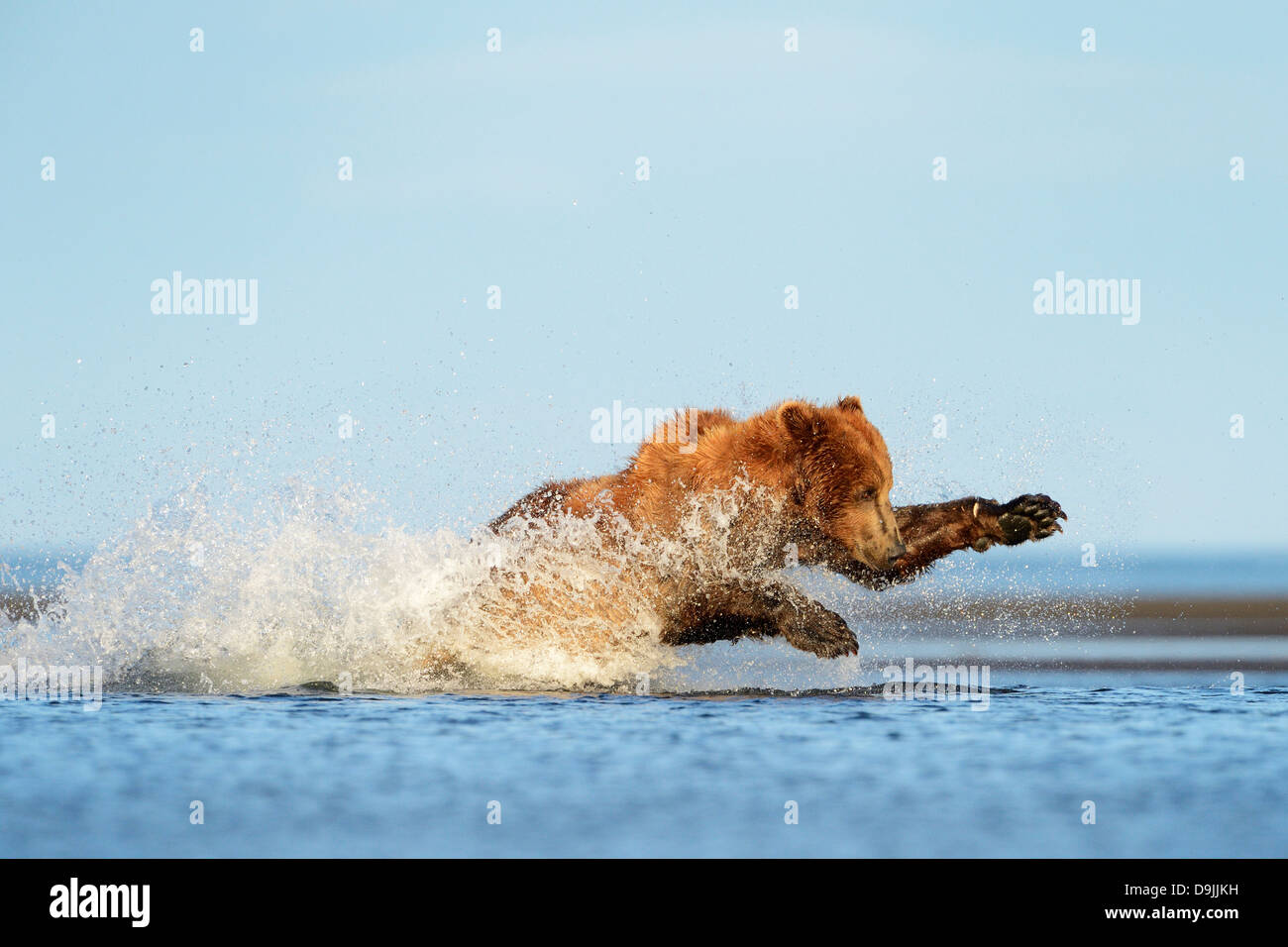 Grizzli (Ursus arctos) sautant au poisson Banque D'Images