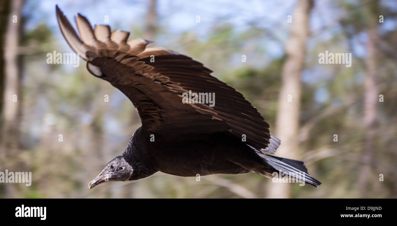 Un vautour noir l'oiseau charognard vu souvent sur le côté de la route. Banque D'Images