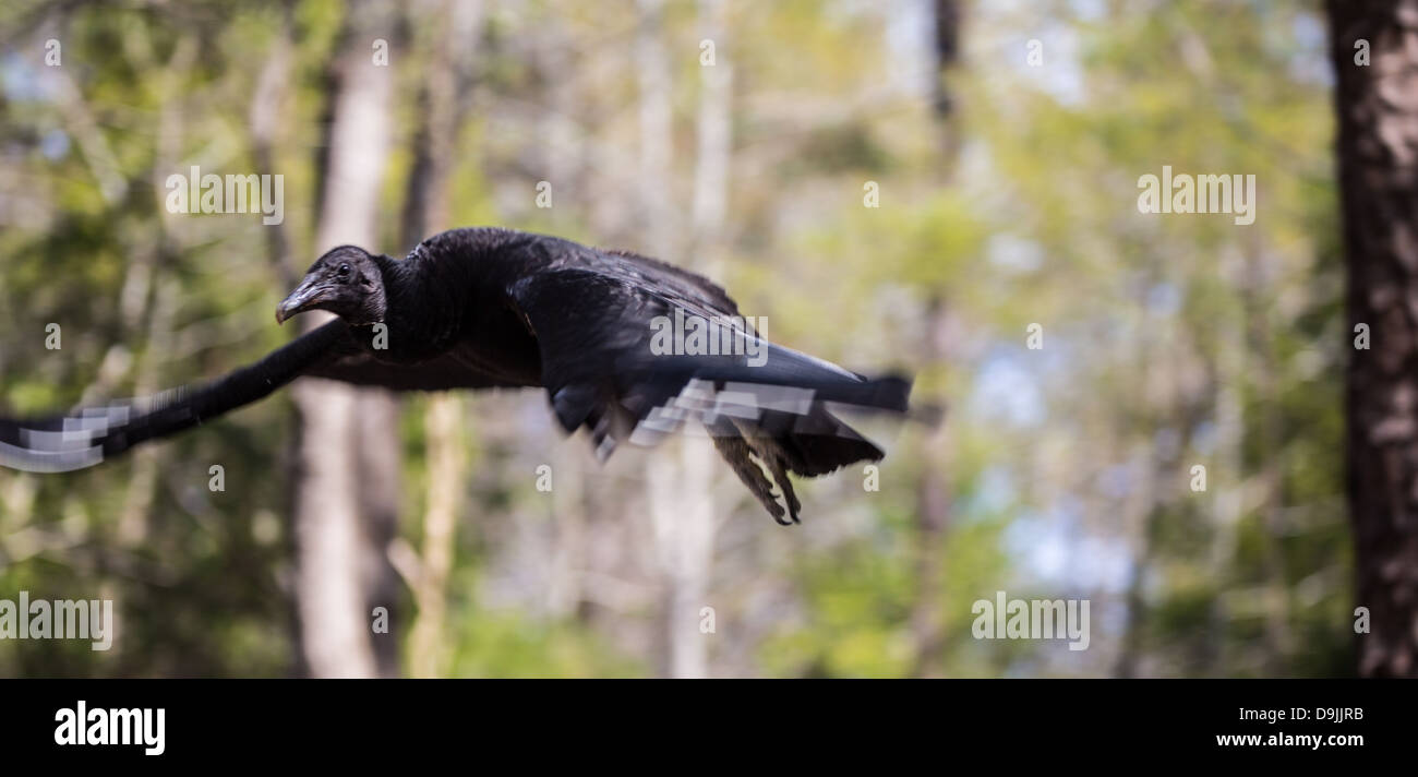 Un vautour noir l'oiseau charognard vu souvent sur le côté de la route. Banque D'Images