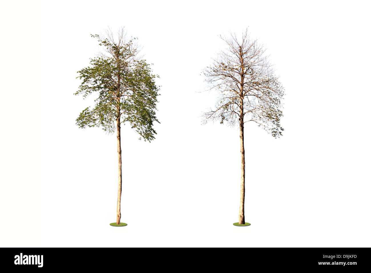 L'arbre tropical sur un fond blanc et avant et après le changement de l'arbre. Banque D'Images