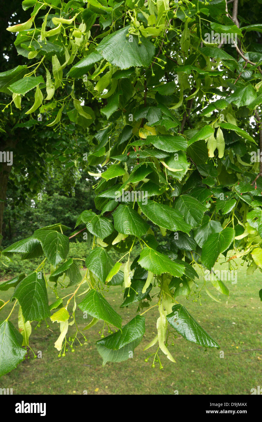 Feuilles de tilleul (Tilia x vulgaris) Banque D'Images