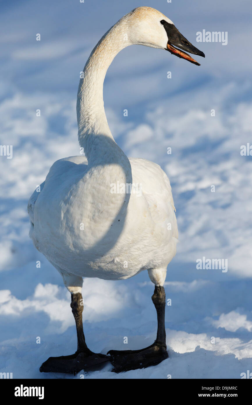 Cygne trompette (Cygnus buccinator) en hiver - Minnesota, USA. Banque D'Images