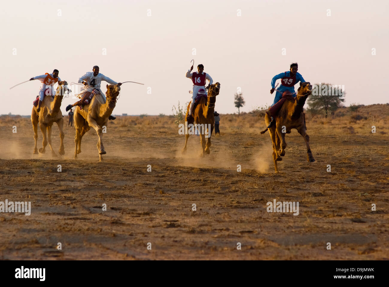 Les courses de chameaux à Jaisalmer, Inde. L'événement fait partie du Désert Festival. Banque D'Images