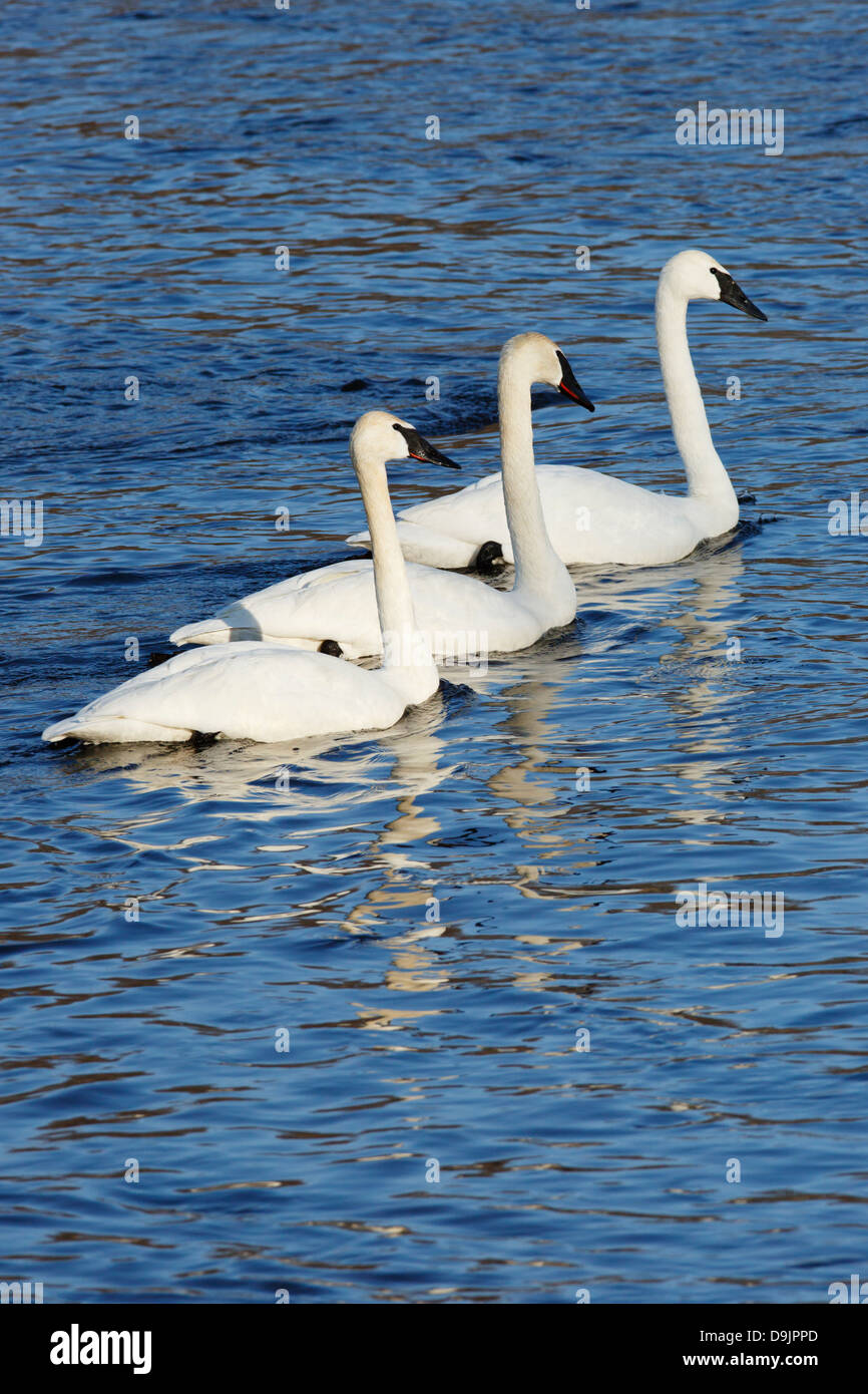 Les cygnes trompettes sur le fleuve Mississippi, Minnesota, USA. Banque D'Images