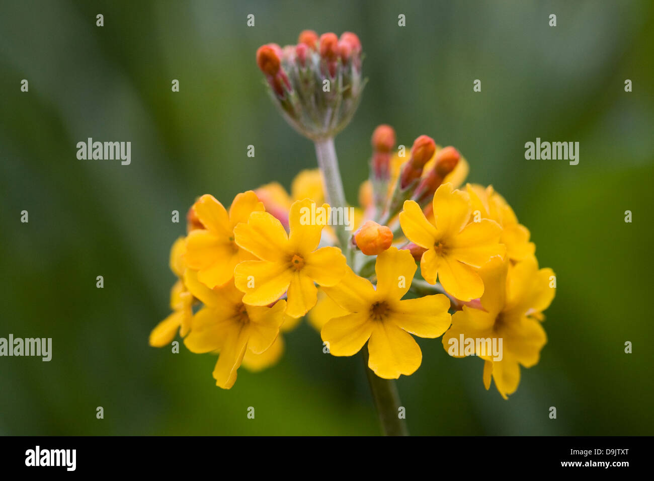 Primula bulleyana poussant dans un jardin boisé. Banque D'Images