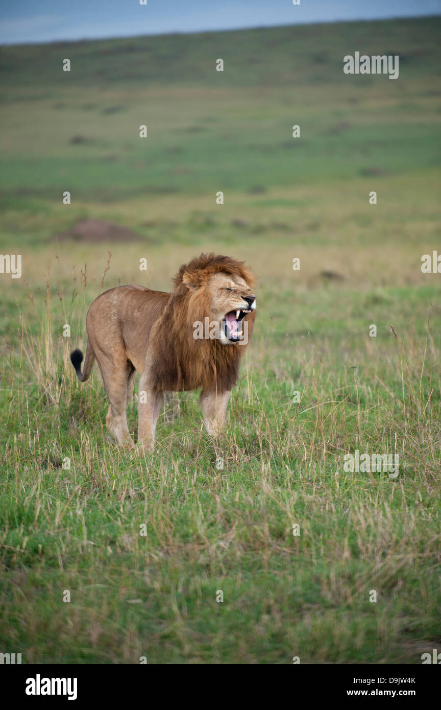 Avec un homme Lion wafting mane, Masai Mara, Kenya Banque D'Images