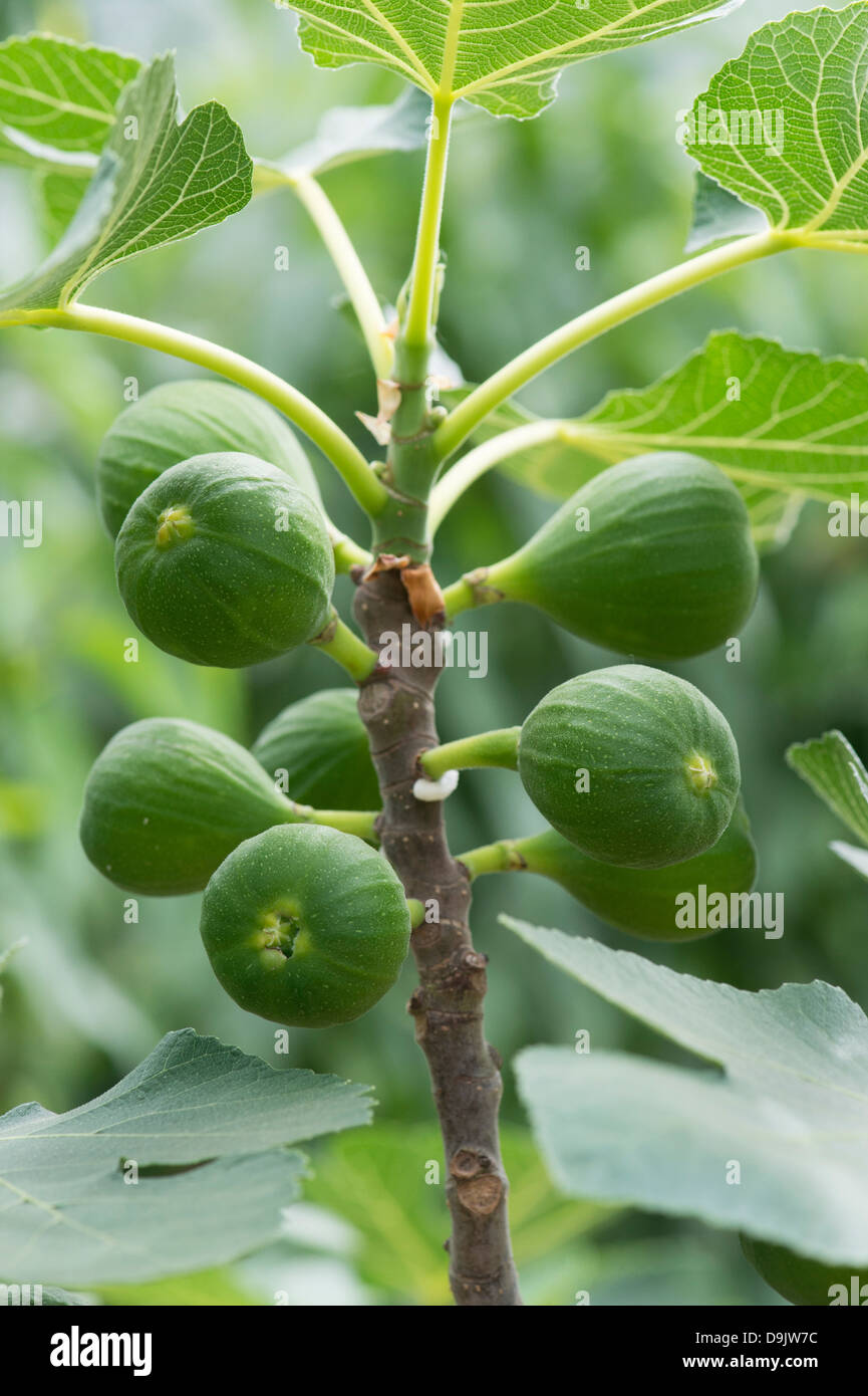 Ficus carica 'Pingo de mel'. Les fruits sur un arbre Fig Banque D'Images