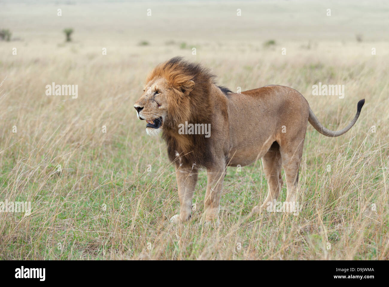 Avec un homme Lion wafting mane, Masai Mara, Kenya Banque D'Images