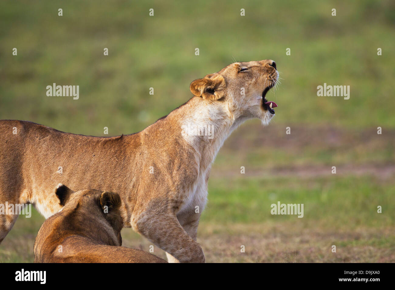 Le bâillement Lion, Masai Mara, Kenya Banque D'Images
