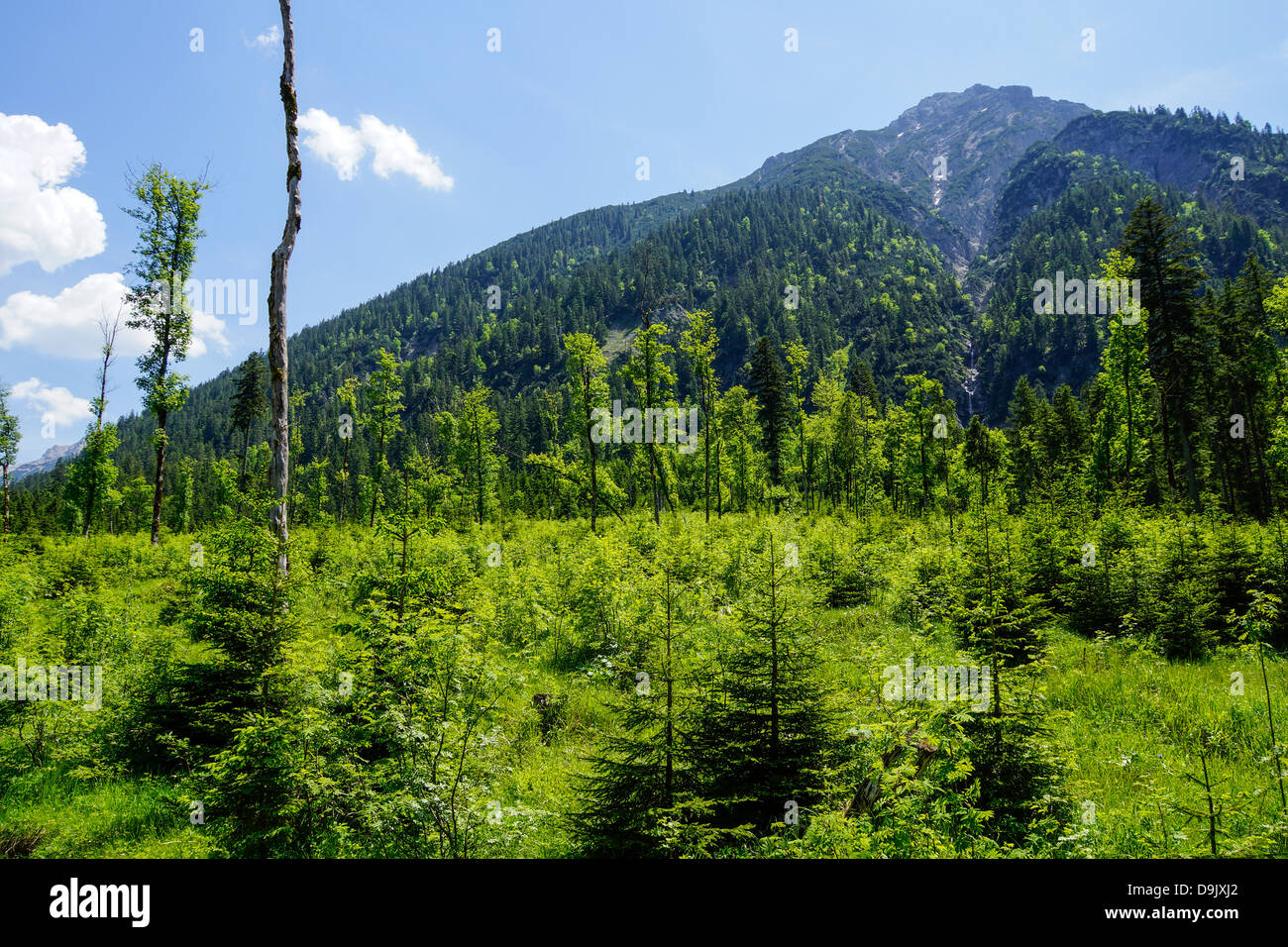L'Ammerwald entre forêt et Linderhof Plansee.Frontières de la Bavière et du Tyrol, l'Allemagne, l'Autriche Banque D'Images