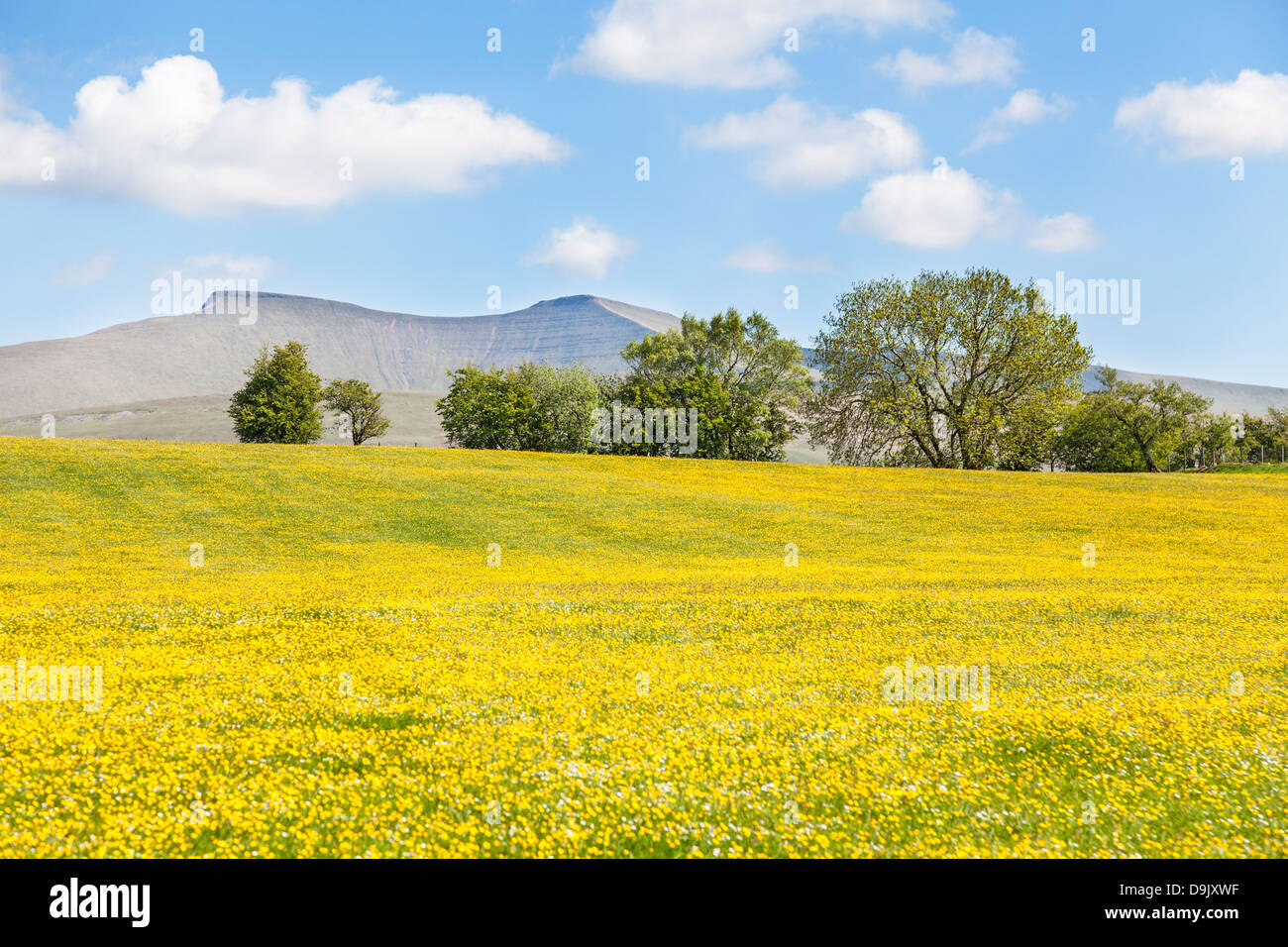 Mynydd Illtud commun au centre de montagne dans le parc national de Brecon Beacons, Galles du sud : domaine de renoncules avec montagnes Banque D'Images