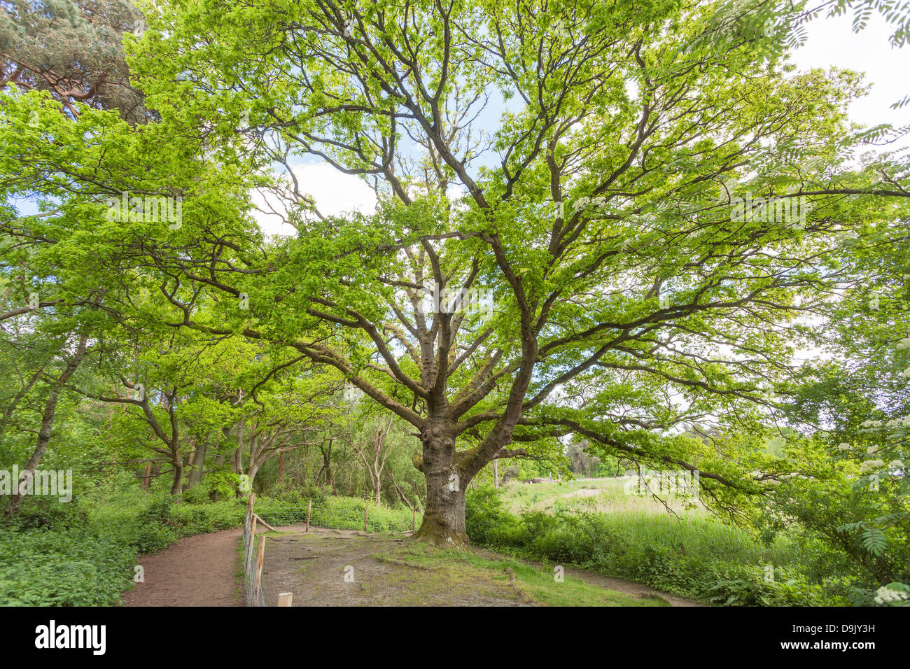 Chêne vieux de 250 ans (Quercus robur) à Frensham Little Pond près de Farnham, Surrey, Angleterre en pleine feuille verte fraîche en été (juin) Banque D'Images