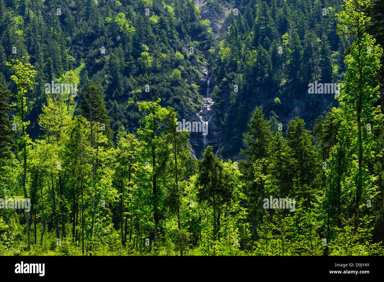 L'Ammerwald entre forêt et Linderhof Plansee.Frontières de la Bavière et du Tyrol, l'Allemagne, l'Autriche Banque D'Images