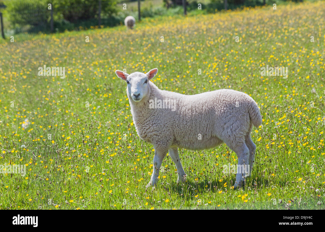 Agneau dans un champ buttercup à Mynydd Illtud commun au centre de montagne dans le parc national de Brecon Beacons, Nouvelle-Galles du Sud Banque D'Images