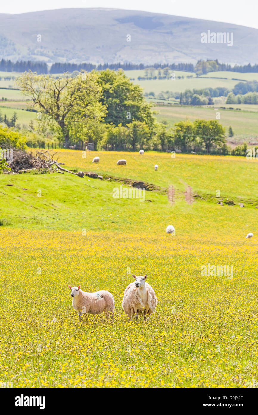 Moutons dans un champ buttercup à Mynydd Illtud commun au centre de montagne dans le parc national de Brecon Beacons, Nouvelle-Galles du Sud Banque D'Images