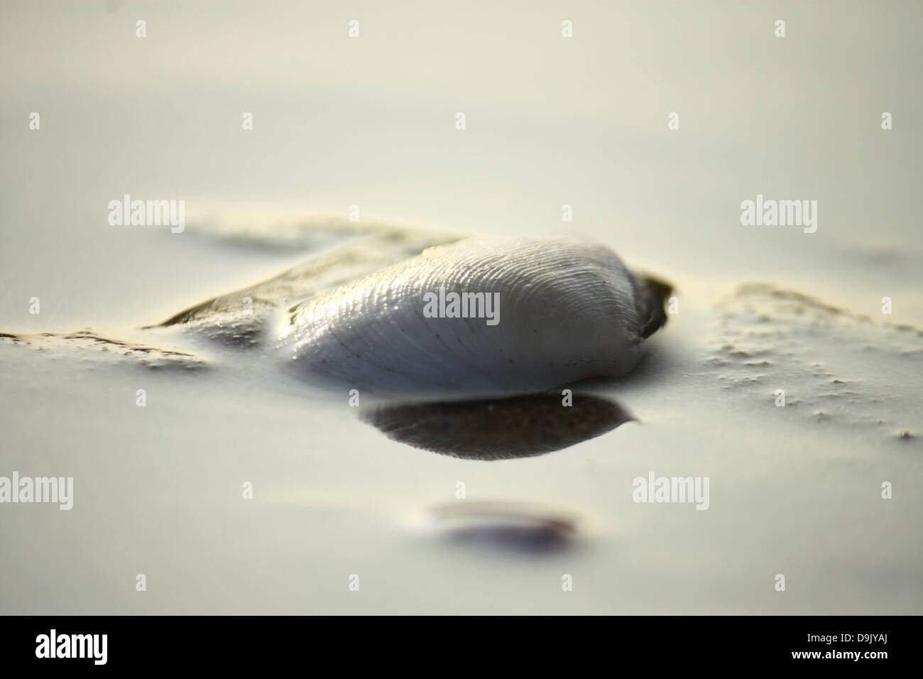 White shell laver avec de l'eau provenant de l'océan Banque D'Images
