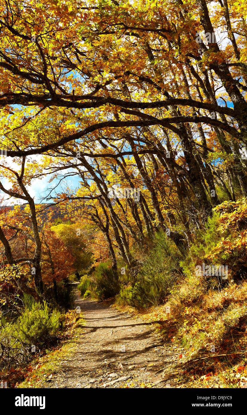 Les chênes des Pyrénées (Quercus pyrenaica) en automne à la hêtraie 'Hayedo de Tejera Negra' Réserve Naturelle. Guadalajara. L'Espagne. Banque D'Images