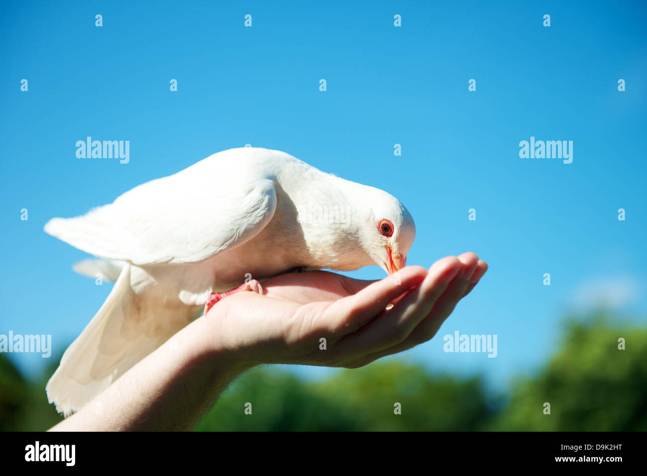 L'alimentation à la main une colombe blanche, oiseau Banque D'Images