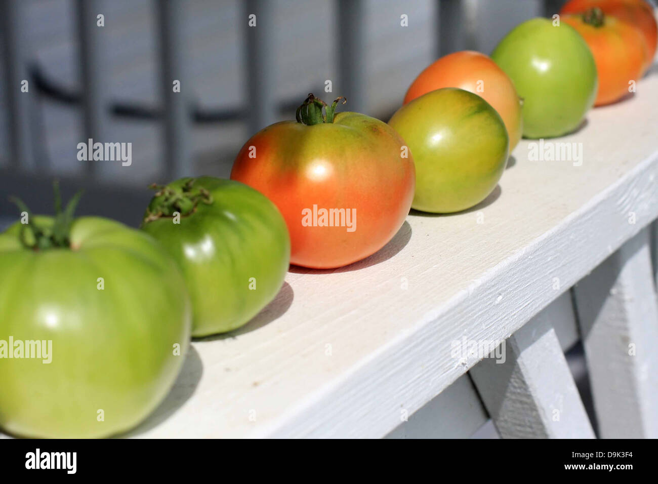 Vert Rouge tomate tomates mûres des légumes verts ligne sunshine Banque D'Images