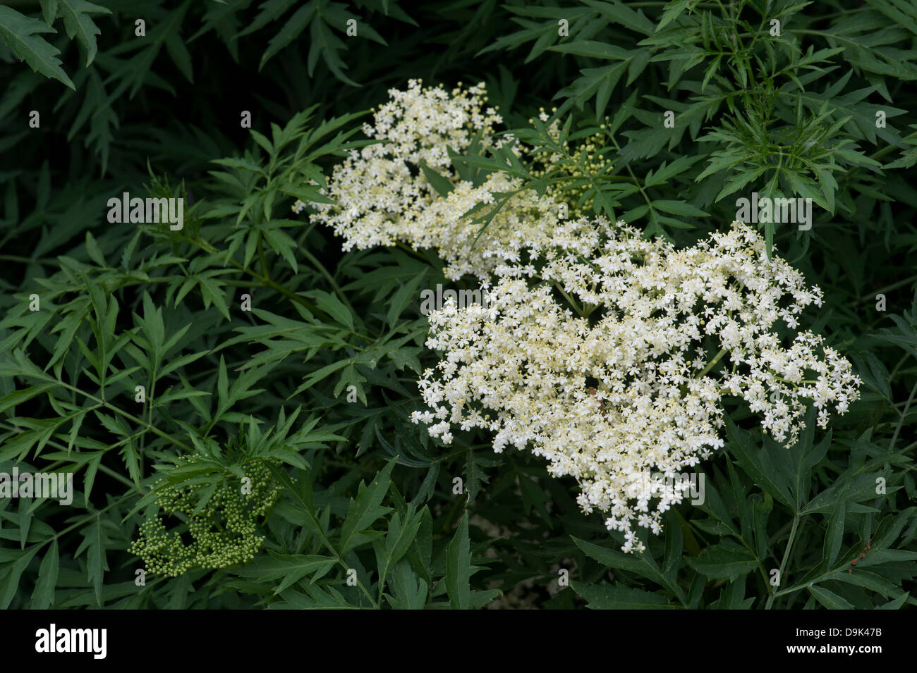 Sambucus nigra laciniata. f. Couper des fleurs feuilles Banque D'Images