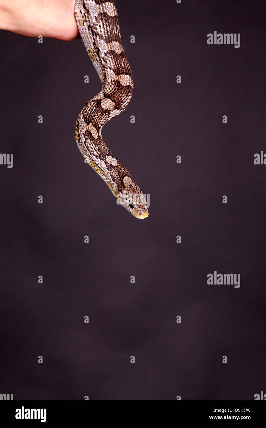 Les Africains Natter Banque D'Images