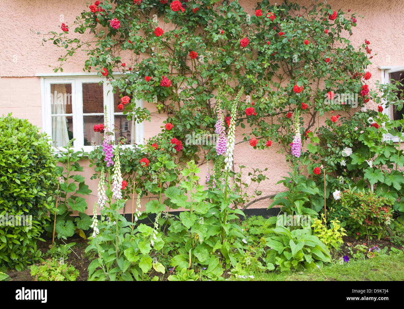 Rosiers grimpants rouge croissant sur mur rose cottage, Suffolk, Angleterre Banque D'Images