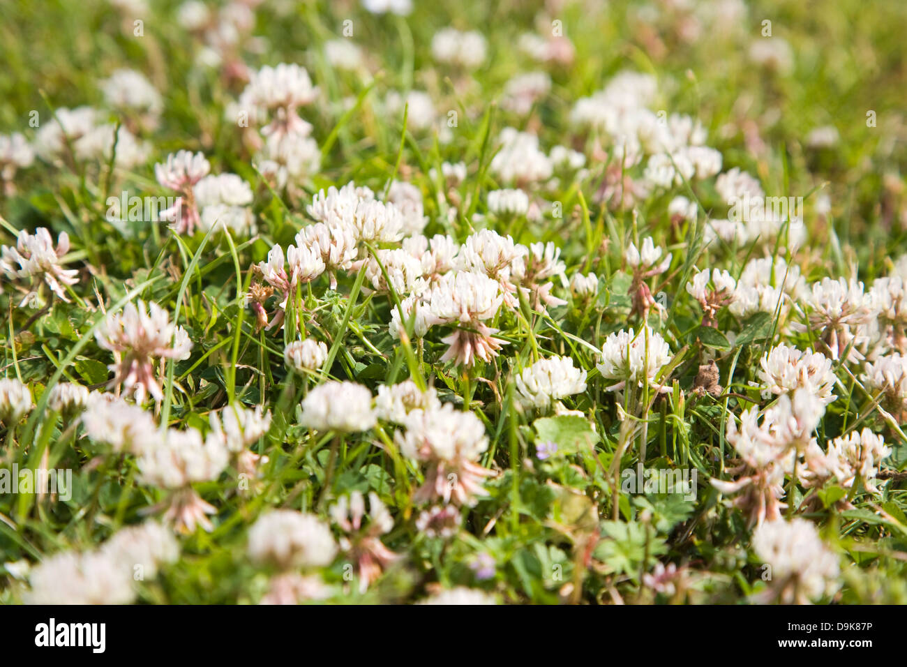 Le Trèfle blanc Trifolium trèfle ou close up en croissance pelouse Banque D'Images